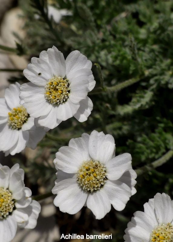 Orchidee e fiori del Monte Vettore e del Lago di Pilato � 26 giugno 2025.